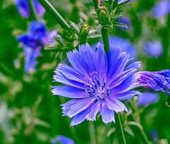 The Importance and Uses of Chicory