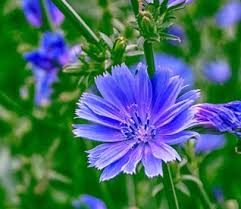 The Importance and Uses of Chicory