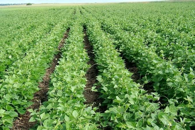 Farming and Care Guide of Beans Farming and Care Guide of Beans