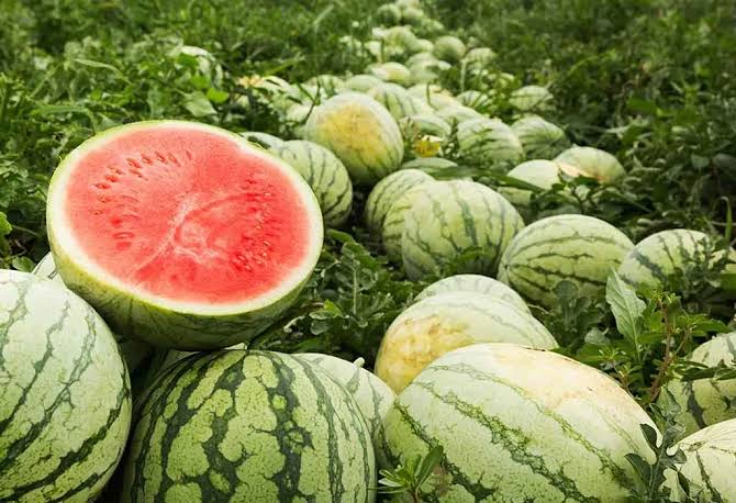 Growing and Care Guide of Watermelon