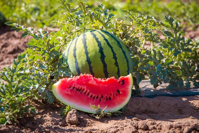 Growing and Care Guide of Watermelon