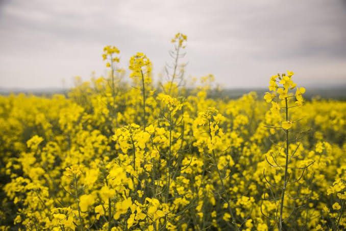 Farming and Care Guide of Rapeseed 