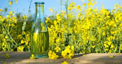 Farming and Care Guide of Rapeseed