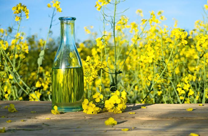 Farming and Care Guide of Rapeseed