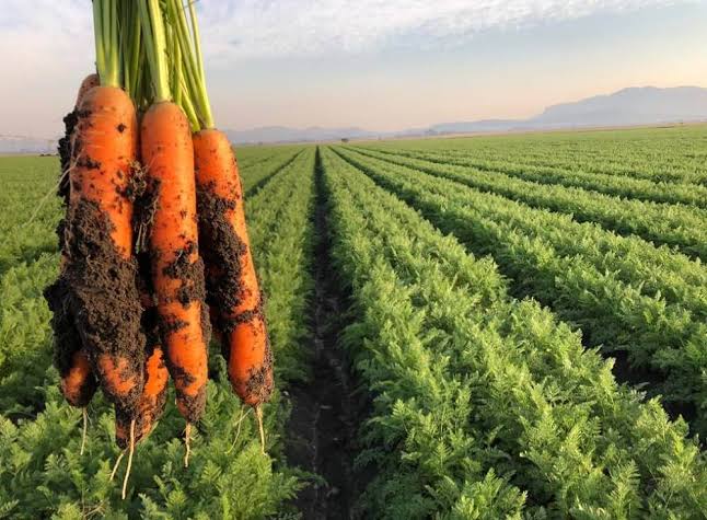 The Uses and Economic Benefits of Carrots 