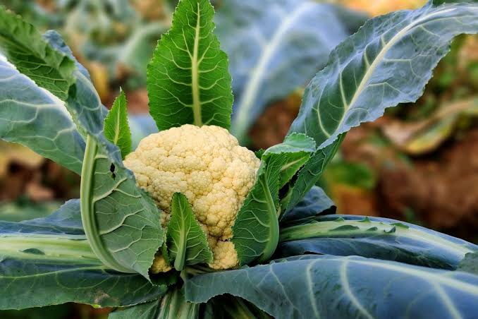 Growing and Care Guide of Cauliflower