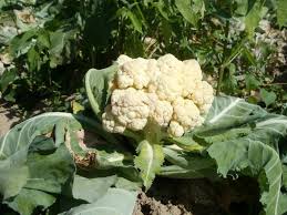 Growing and Care Guide of Cauliflower 