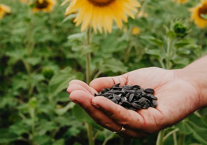 Growing and Care Guide of Sunflower Seeds 