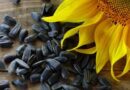 Growing and Care Guide of Sunflower Seeds