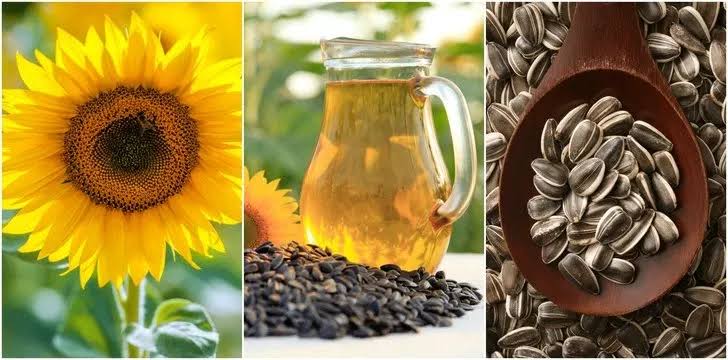 Growing and Care Guide of Sunflower Seeds 