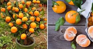 The Benefits and Uses of Tangerine 