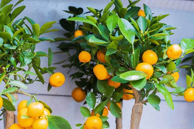 The Benefits and Uses of Tangerine 