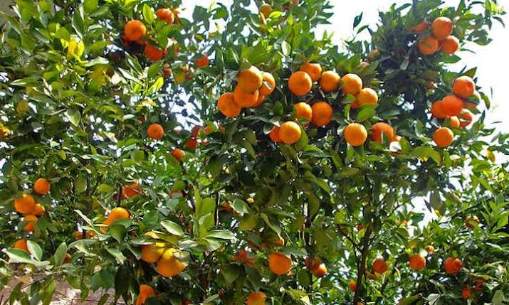 The Benefits and Uses of Tangerine 