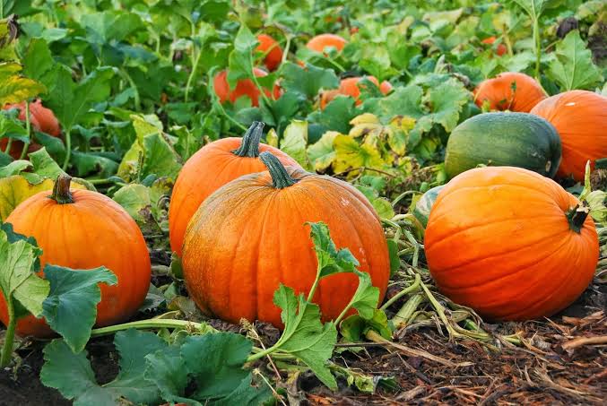 How to Grow and Care for Pumpkin Fruit