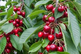 The Benefits and Uses of Cherry Fruits