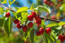 The Benefits and Uses of Cherry Fruits