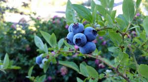 The Benefits and Uses of Blueberry Fruits The Benefits and Uses of Blueberry Fruits