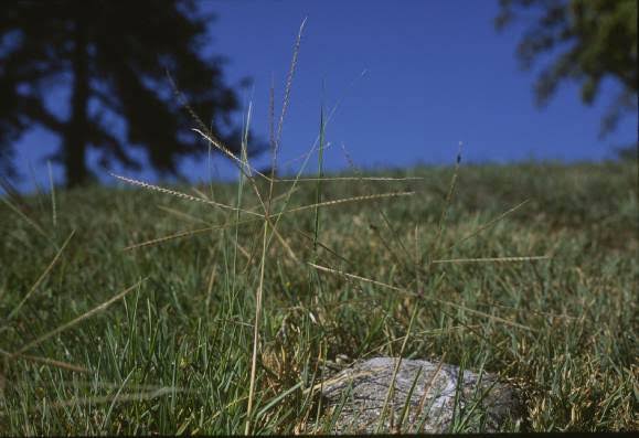 How To Grow, Use and Care for Texas Windmill Grass 