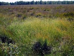 How to Grow, Use and Care for Thorne's Beaksedge (Rhynchospora thornei)