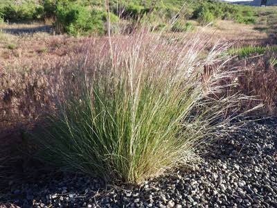 The Uses of Threeawn Grass and How To Care For Them - Agric4Profits