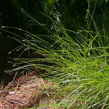 How to Grow, Use and Care for Threeseeded Sedge Grass (Carex trisperma)