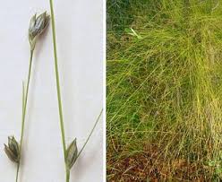 How to Grow, Use and Care for Threeseeded Sedge (Carex trisperma)