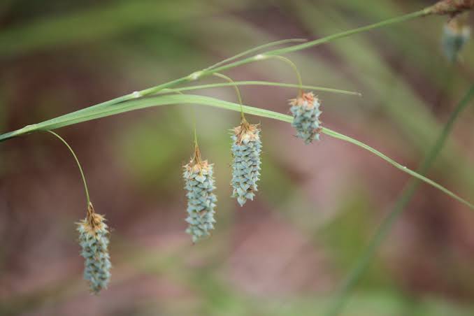 How to Grow, Use and Care for Waxy Sedge Grass (Carex glaucescens)