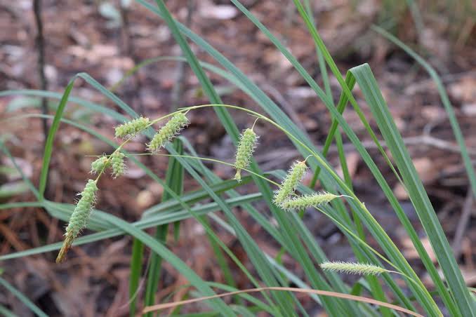 How to Grow, Use and Care for Waxy Sedge Grass (Carex glaucescens)