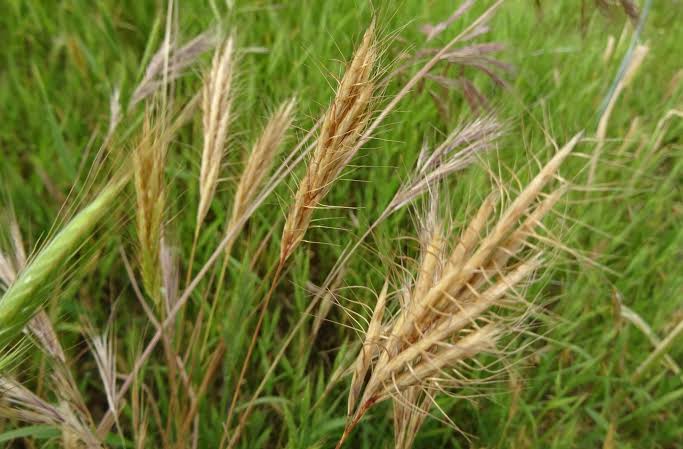 How to Grow, Use and Care for Weedy Brome Grass (Bromus alopecuros)