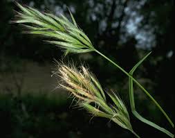 How to Grow, Use and Care for Weedy Brome Grass (Bromus alopecuros)