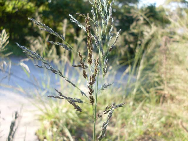 How to Grow, Use and Care for Weeping Lovegrass (Eragrostis curvula)