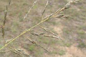 How to Grow, Use and Care for Weeping Lovegrass (Eragrostis curvula)