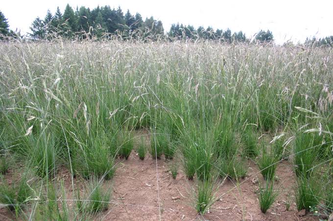 How to Grow, Use and Care for Western Fescue Grass (Festuca occidentalis)