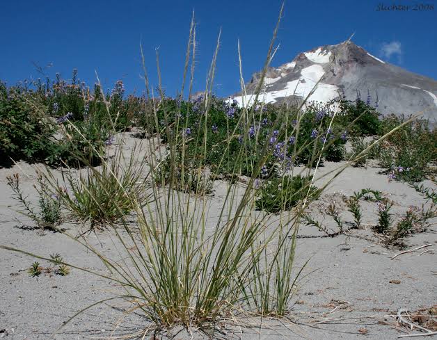 How to Grow, Use and Care for Western Needlegrass (Achnatherum occidentale ssp. Occidentale)