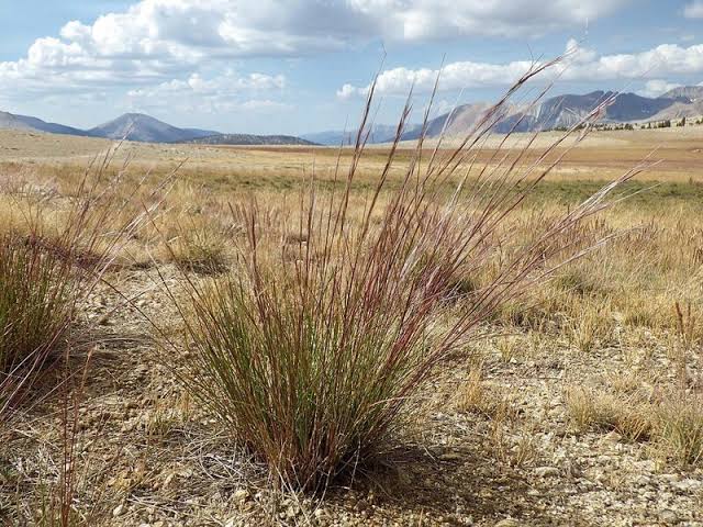 How to Grow, Use and Care for Western Needlegrass (Achnatherum occidentale ssp. Occidentale)