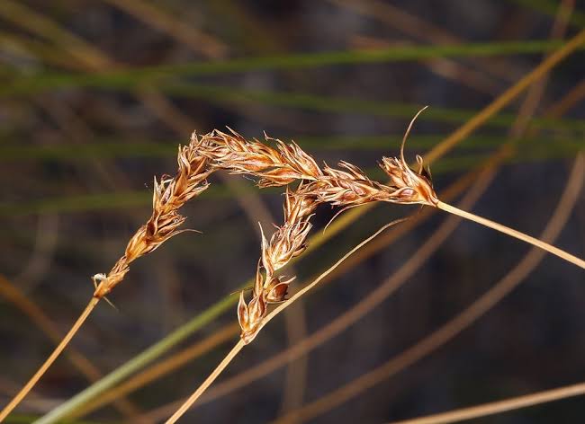 How To Grow Use And Care For Western Sedge Grass Carex Occidentalis Agric4profits 2648