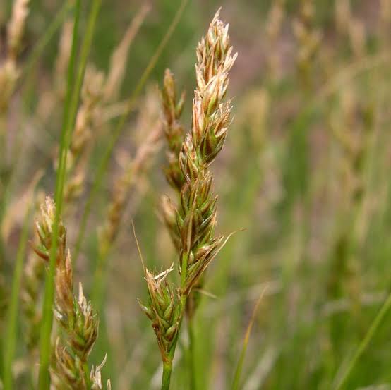 How to Grow, Use and Care for Western Sedge Grass (Carex occidentalis)