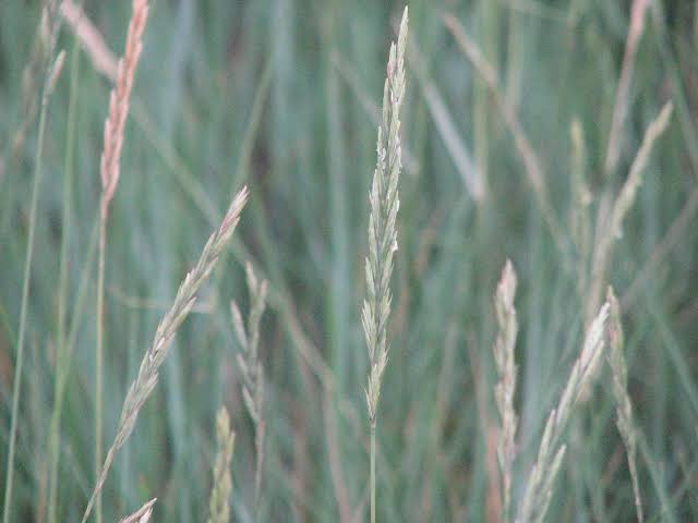 How to Grow, Use and Care for Western Wheatgrass (Pascopyrum smithii)