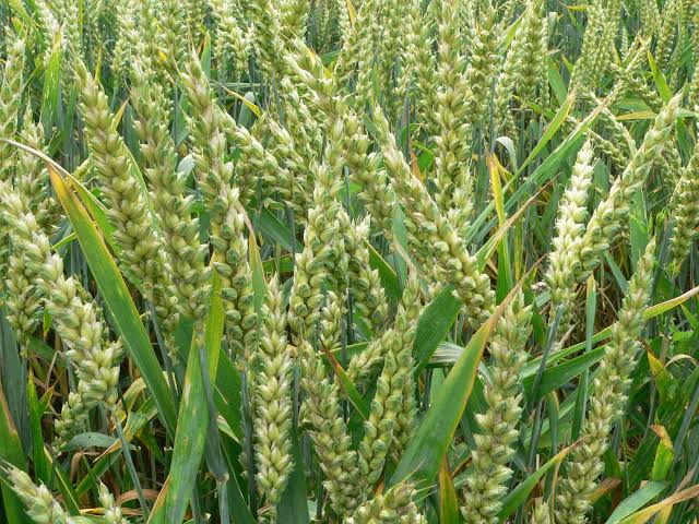 How to Grow, Use and Care for Wheat (Triticum spp.)