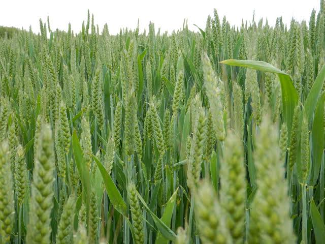 How to Grow, Use and Care for Wheat (Triticum spp.)