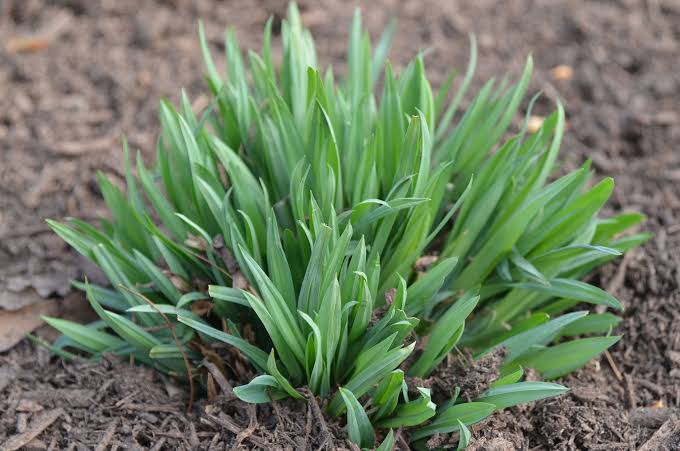 How to Grow, Use and Care for White Bear Sedge Grass (Carex albursina)