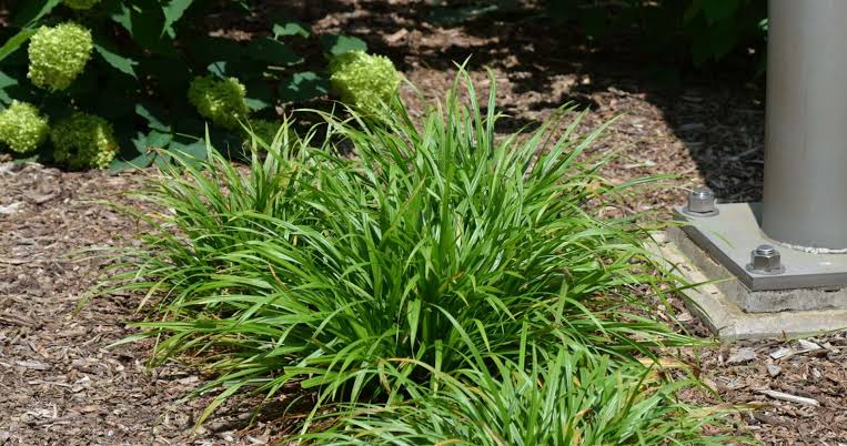 How to Grow, Use and Care for White Bear Sedge Grass (Carex albursina)