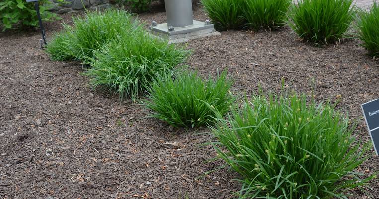 How to Grow, Use and Care for White Bear Sedge Grass (Carex albursina)