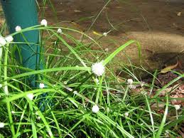 How to Grow, Use and Care for White Kyllinga Grass (Kyllinga nemoralis)