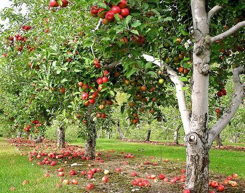 Apple Orchards: Growing and Care Guide