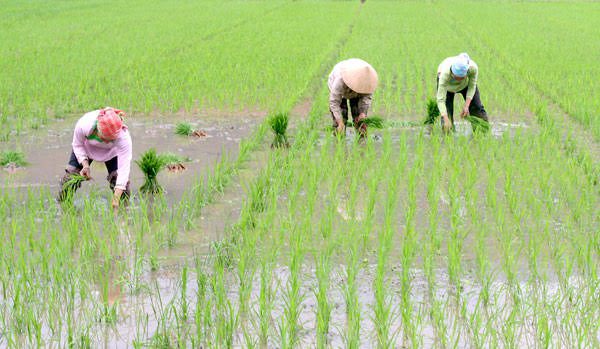 The Economic Importance of Planting Rice 