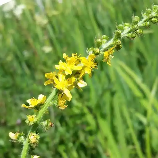 7 Medicinal Health Benefits Of Agrimony