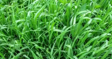 7 Medicinal Health Benefits Of Couch Grass (Elymus repens)