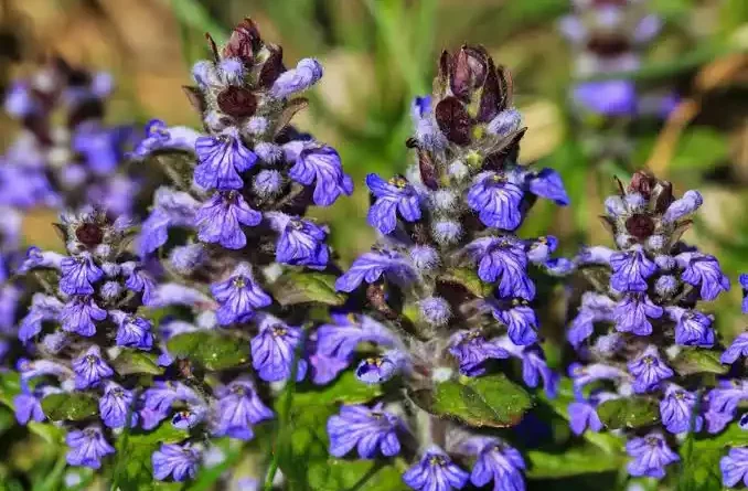 8 Medicinal Health Benefits Of Bugle (Ajuga reptans)