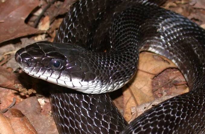 The Appearance and Features of Rat Snakes